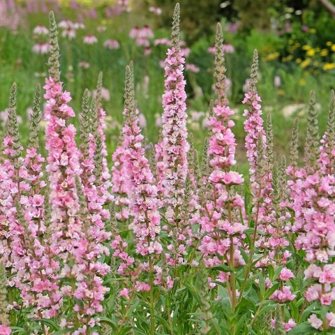 Krwawnica pospolita Blusch P11(1L)