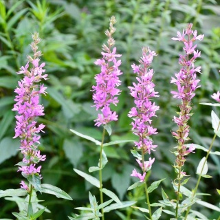 Krwawnica pospolita P9(0,5L)