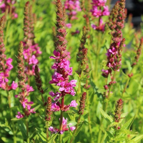 Krwawnica pospolita Robert P11(1L)