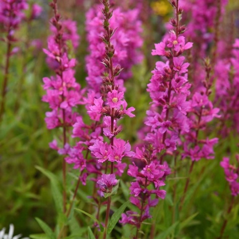 Krwawnica pospolita Robin P11(1L)