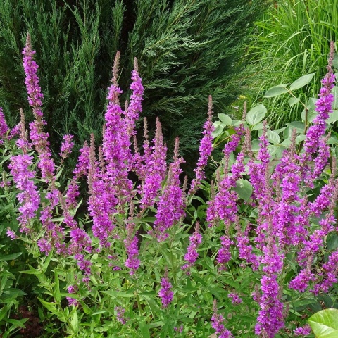 Krwawnica pospolita Rosy Gem P11(1L)