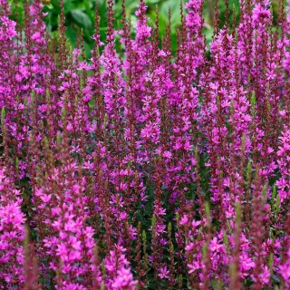 Krwawnica rózgowata Dropmore Purple P11(1L)