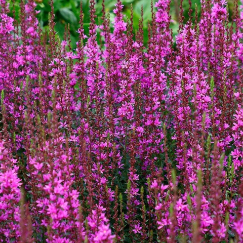 Krwawnica rózgowata Dropmore Purple P11(1L)