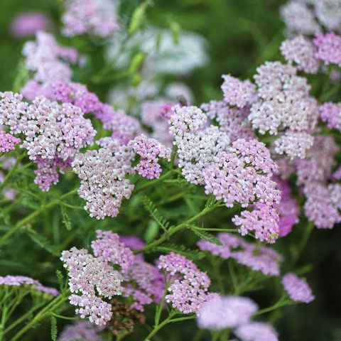 Krwawnik pospolity Appleblossom 2L