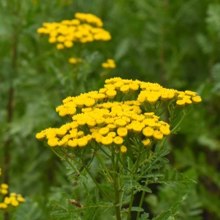 Krwawnik pospolity Coronation Gold 1,5L