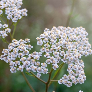 Krwawnik pospolity Nana Compacta 1,5 L