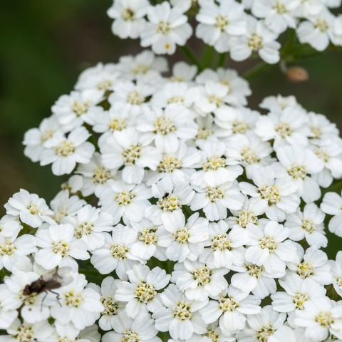Krwawnik pospolity Schneetaler 2L