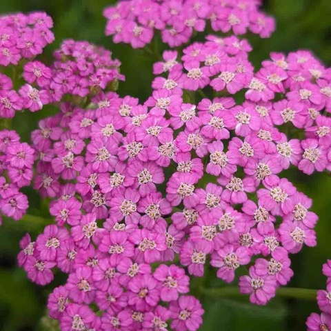 Krwawnik pospolity Skysail Bright Pink 2L