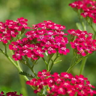 Krwawnik pospolity Summerwine 1,5 L