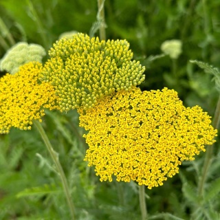 Krwawnik pospolity Sussy Summer Lemon 1,5L