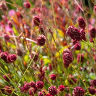 Krwiściąg lekarski 3L