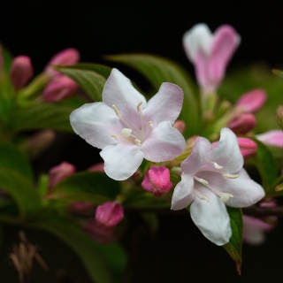 Krzewuszka Verschaffelti 2L