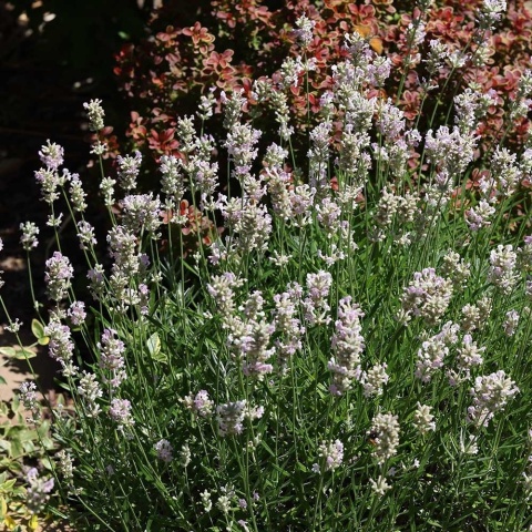 Lawenda Edelweiss 1,5L