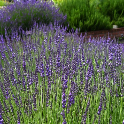 Lawenda pośrednia Grosso P11(1L)