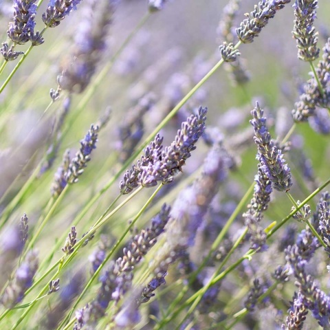 Lawenda pośrednia Pure Platinum P11(1L)