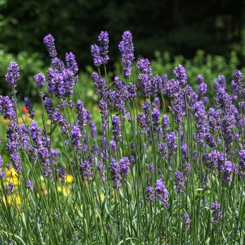 Lawenda wąskolistna Blue Scent P11(1L)