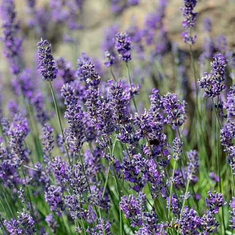 Lawenda wąskolistna Munstead P11(1L)