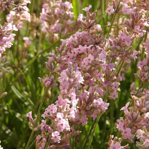 Lawenda wąskolistna Rosea P11(1L)