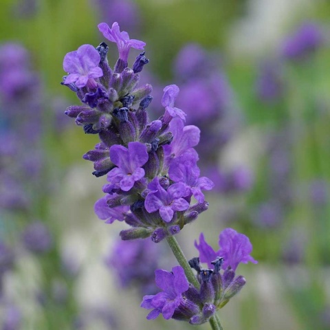 Lawenda wąskolistna Spear Blue P11(1L)