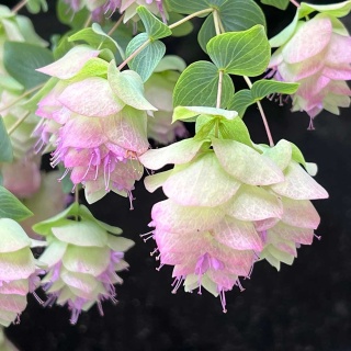 Lebiodka okrągłolistna Kent Beauty P11(1L)