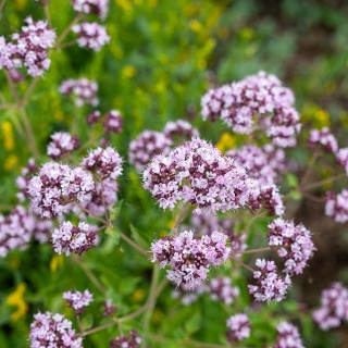 Lebiodka pospolita P9(0,5L)