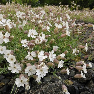 Lepnica nadmorska Weisskehlchen P9(0,5L)