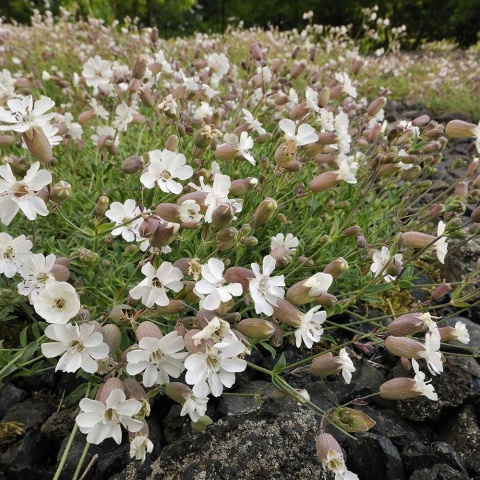 Lepnica nadmorska Weisskehlchen P9(0,5L)
