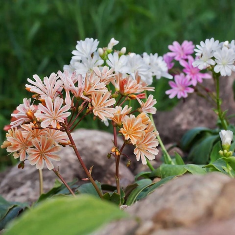 Lewizja liścieniowa Elise P9(0,5L)