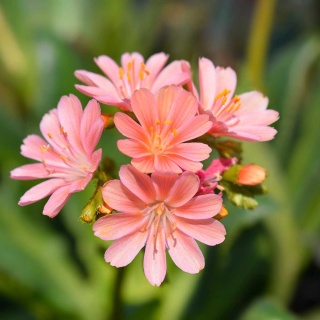 Lewizja liścieniowa Mountain Dreams P9(0,5L)