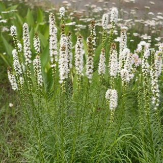 Liatra kłosowa Alba 2L