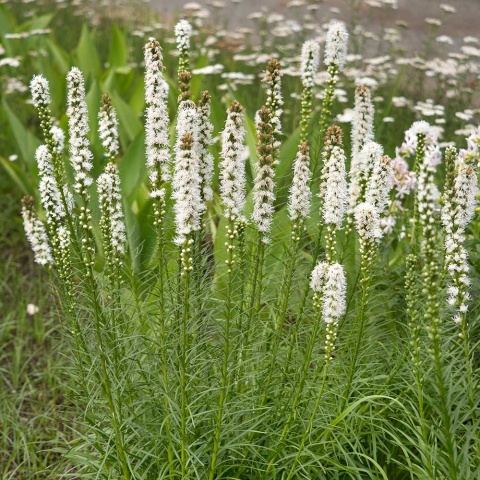 Liatra kłosowa Alba 2L