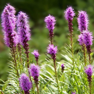 Liatra kłosowa Floristan Violet P9(0,5L)