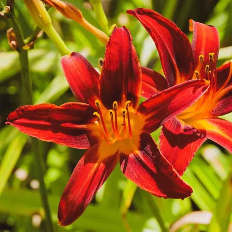 Liliowiec Crimson Pirate 2L