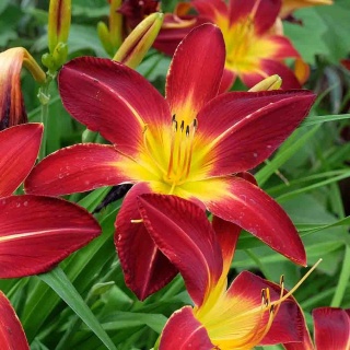 Liliowiec Flaming Sword P11 1L