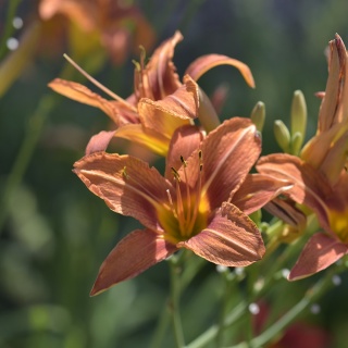 Liliowiec Margaret Perry 2L