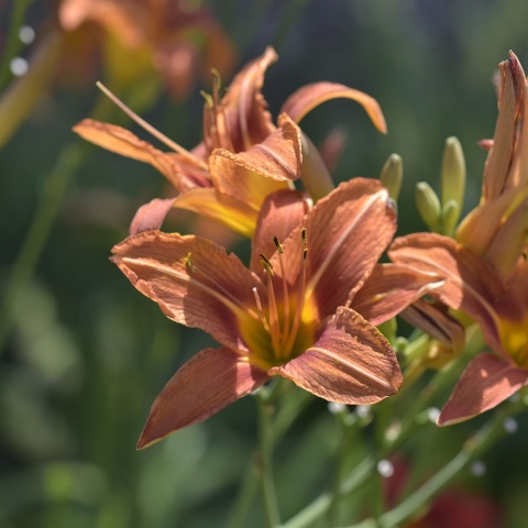 Liliowiec Margaret Perry 2L