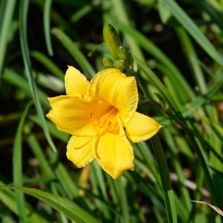 Liliowiec Stella de Oro P11(1L)