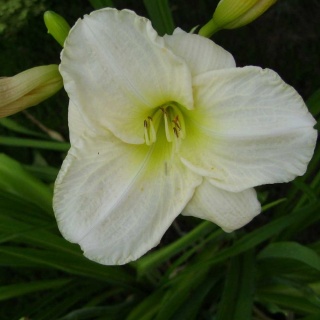 Liliowiec Wimsome Cherub 2L