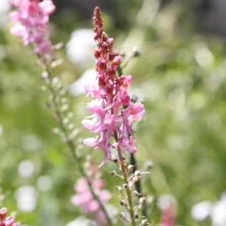 Lnica purpurowa Canon J. Went P11(1L)