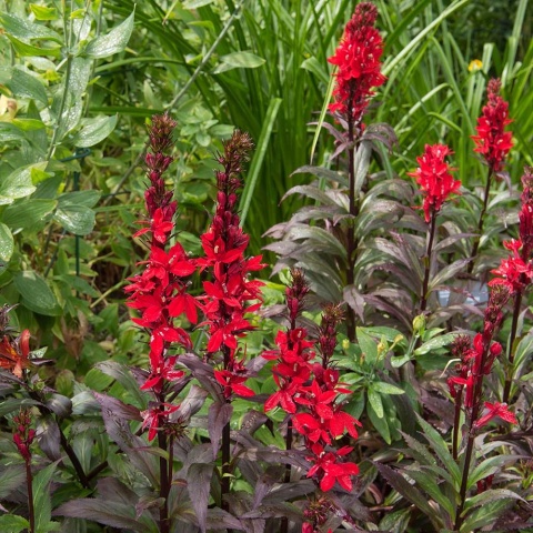 Lobelia lśniąca Queen Victoria P11(1L)