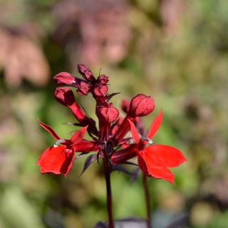 Lobelia okazała Starship Scarlet P11(1L)