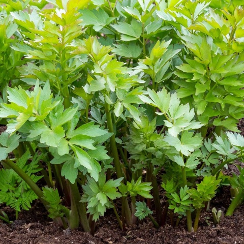 Lubczyk lekarski P9(0,5L)