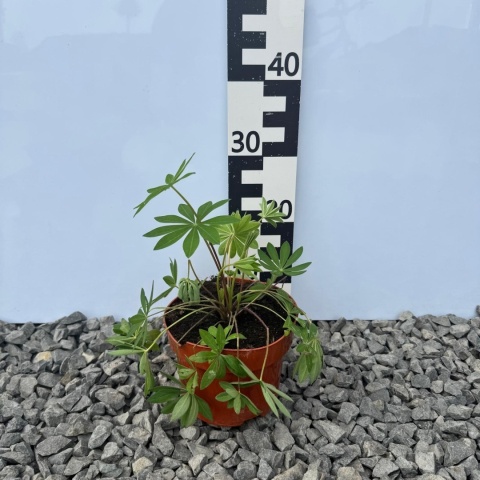 Łubin trwały Legendary Red Shades 2L