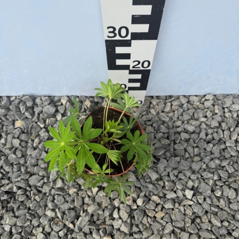 Łubin trwały Legendary Red Shades 2L