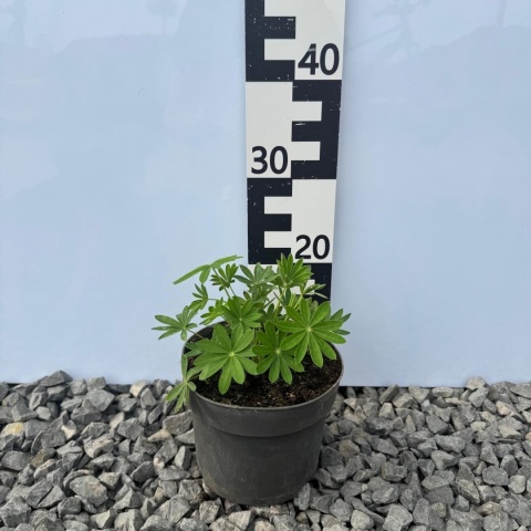 Łubin trwały Legendary White Shades 2L