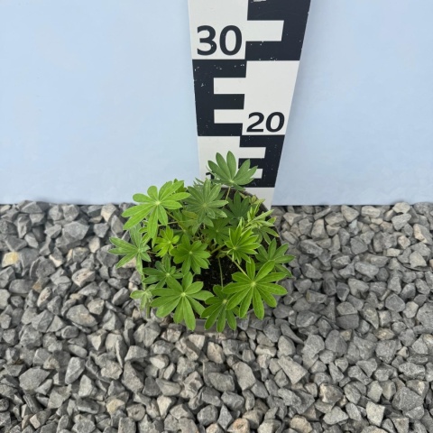 Łubin trwały Legendary White Shades 2L