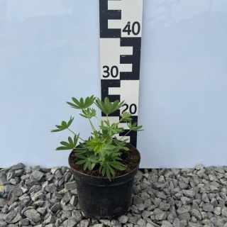 Łubin trwały Legendary Yellow Shades 2L