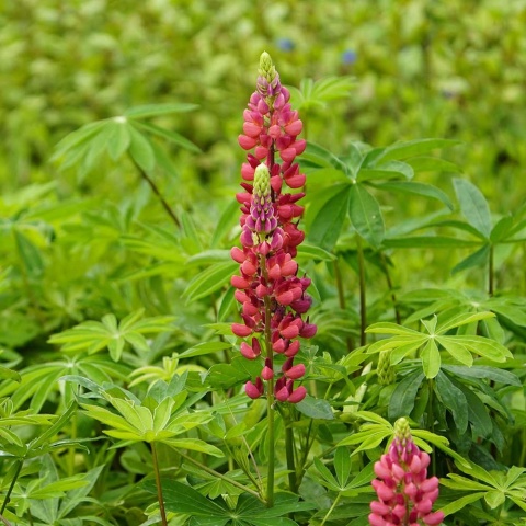 Łubin trwały Nanus Russell Gallery Rot P11(1L)