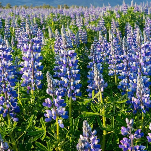 Łubin trwały Russell Gallery Blau P11(1L)