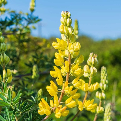 Łubin trwały Russell Gallery Gelb P11(1L)